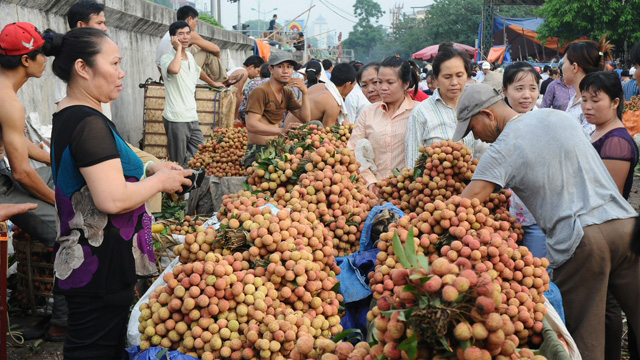 Tiêu thụ nông sản bền vững: Kinh nghiệm từ vụ vải thiều Bắc Giang (4/6/2019)