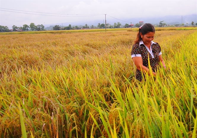 Nhập nhèm giống lúa trong sản xuất nông nghiệp: Ai chịu trách nhiệm? (8/7/2019)