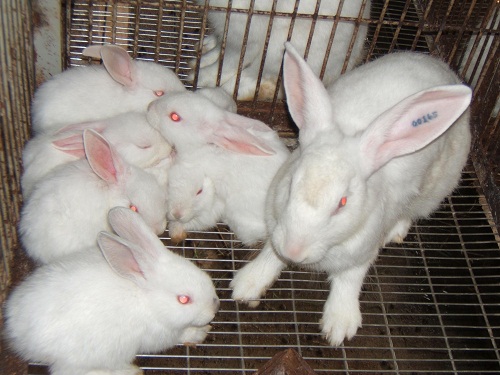 Kỹ thuật nuôi và chăm sóc thỏ sinh sản đạt hiệu quả (13/7/2019)