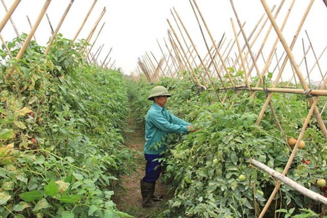 Tháo gỡ khó khăn cho hợp tác xã trong tiếp cận nguồn vốn vay để phát triển (1/7/2019)