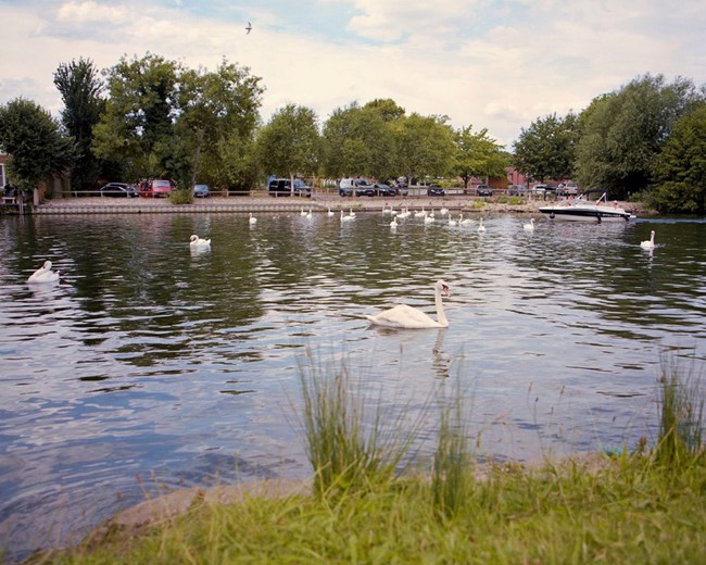 Tục lệ độc đáo đếm thiên nga trên sông Thames của Hoàng gia Anh (16/7/2019)