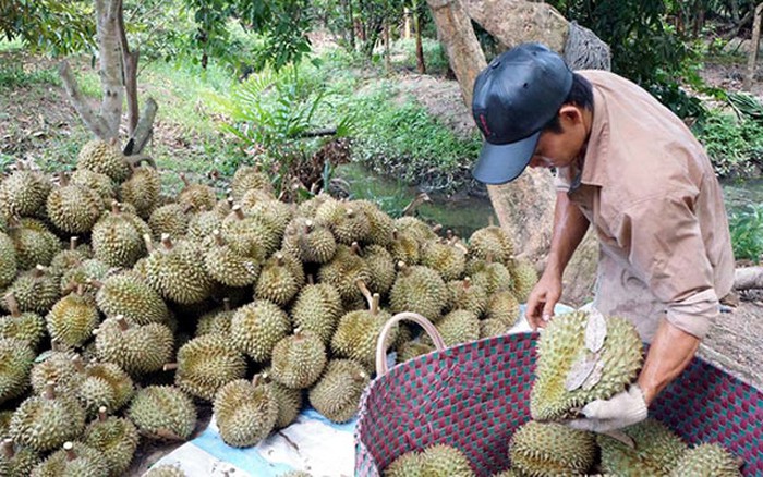 Giá sầu riêng giảm và nỗi lo của người nông dân (29/8/2019)