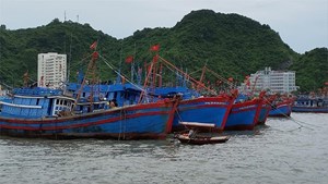 Ngành thủy sản nỗ lực thực hiện quản lý nghề cá, chống đánh bắt bất hợp pháp (31/8/2019)