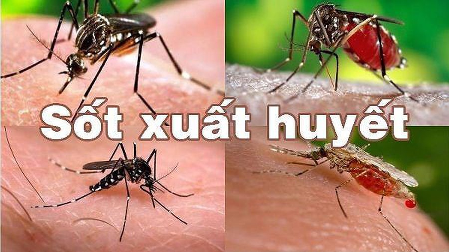 Nguy cơ bùng phát dịch bệnh sốt xuất huyết tại các địa phương (10/8/2019)