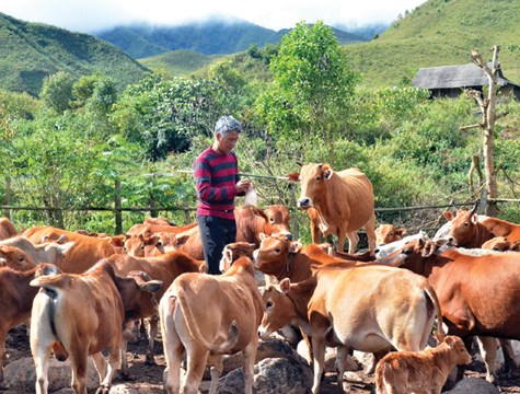 Giải pháp phát triển chăn nuôi đại gia súc các tỉnh miền núi phía Bắc (13/8/2019)