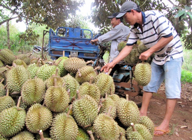 Nguy cơ khủng hoảng thừa khi Đắc Lắc đang rộ lên phong trào nhà nhà trồng sầu riêng với tốc độ tăng diện tích chóng mặt (30/8/2019)