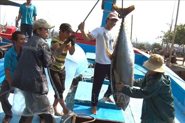 Đẩy mạnh tuyên truyền về khai thác thủy sản theo nội dung khuyến cáo IUU của Ủy ban Châu Âu (12/8/2019)