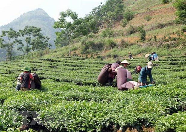 THỜI SỰ 6H SÁNG 21/8/2019: Bộ Nông nghiệp và phát triển nông thôn sắp xếp, đổi mới và phát triển, nâng cao hiệu quả hoạt động của các công ty nông, lâm nghiệp.