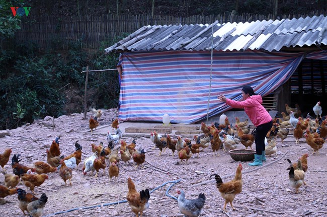 Chăn nuôi nhỏ lẻ và nhận thức trong công tác phòng chống bệnh cúm gia cầm (27/8/2019)