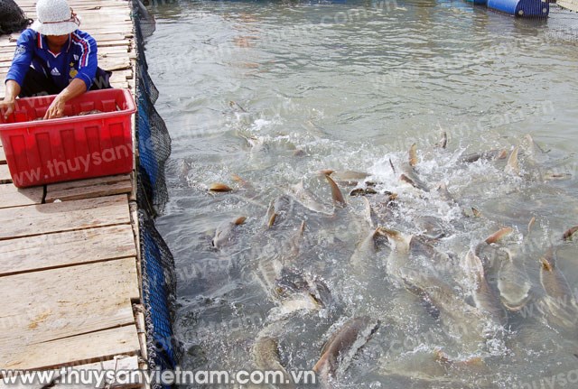 Nuôi thủy sản trên biển, tiềm năng nhiều, thách thức lớn (23/8/2019)