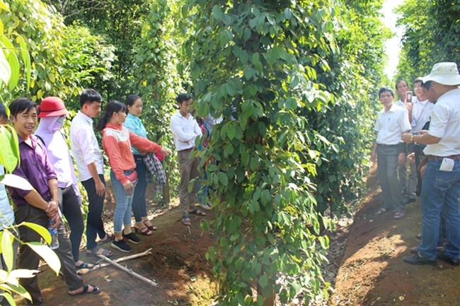 Hướng dẫn phòng chống bệnh hại cho cây hồ tiêu (24/9/2019)