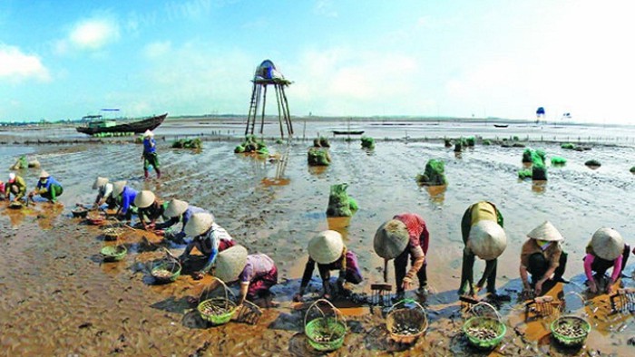 Những người nỗ lực mang lại sự trù phú cho đất và người vùng ven biển Thái Bình (17/9/2019)