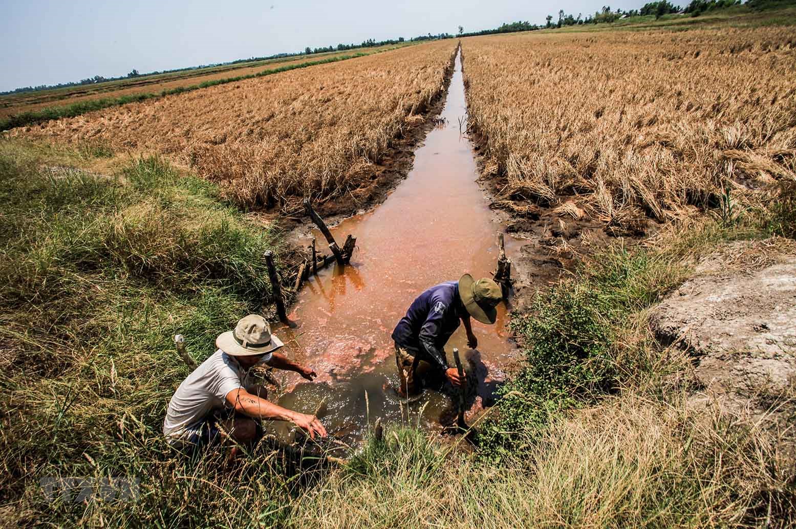 Báo động tình trạng mặn xâm nhập ở các tỉnh đồng bằng sông Cửu Long (4/9/2019)