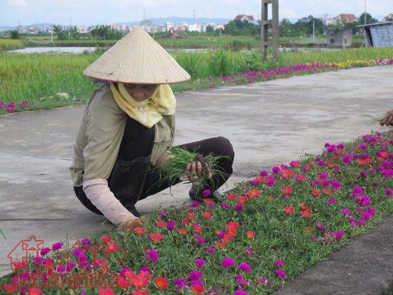 Công tác bảo vệ môi trường ở vùng nông thôn (2/9/2019)