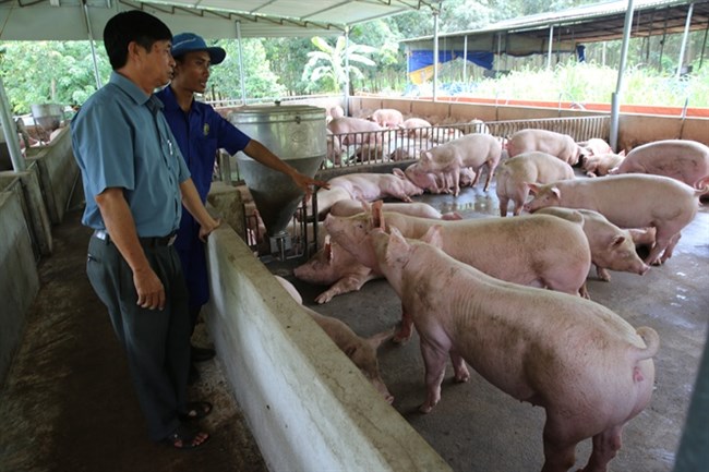 Chăn nuôi lợn: Tái đàn hiệu quả bằng giải pháp an toàn sinh học (9/1/2020)