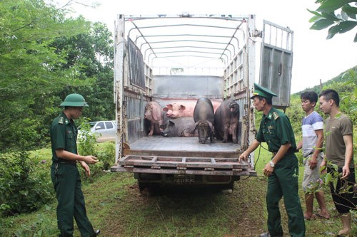 Quảng Ninh: Ngăn chặn xuất khẩu lợn trái phép (7/1/2020)