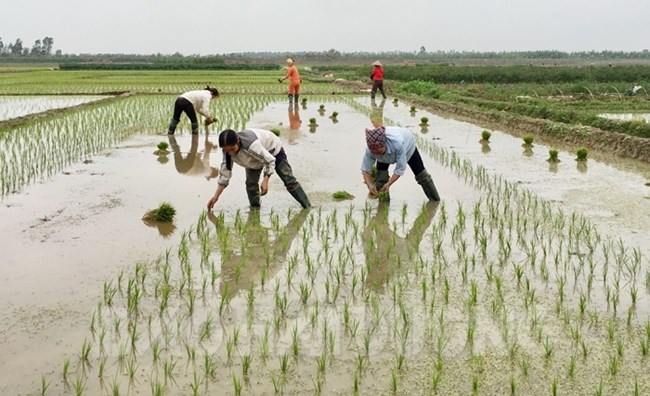 Bà con nông dân tưng bừng xuống đồng cấy lúa chiêm xuân (31/1/2020)