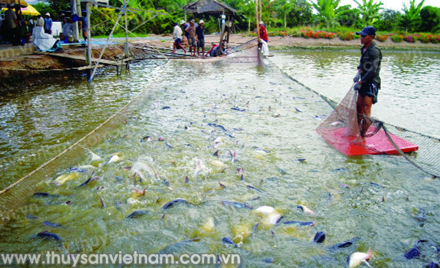 Đẩy mạnh thực hiện cấp mã số cơ sở vùng nuôi trồng thủy sản chủ lực theo yêu cầu của Luật Thủy sản 2017 (24/10/2020)