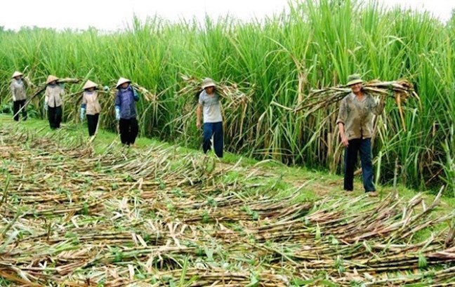 Giải pháp nào gỡ khó cho ngành mía đường Việt Nam trong tình hình mới (05/12/2020)