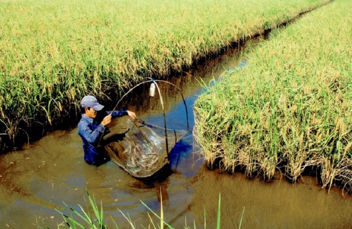 Biến bất lợi thành thuận lợi - những mô hình tiêu biểu tại ĐBSCL thời biến đổi khí hậu (2/12/2020)