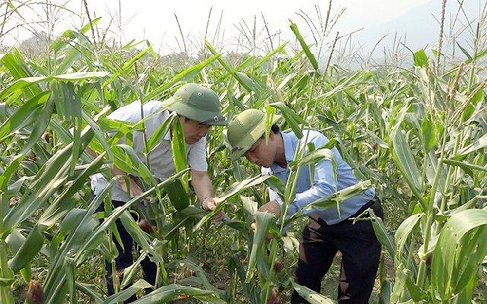 Làm gì để bảo vệ cây trồng trước tình trạng xâm nhập mặn tại đồng bằng sông Cửu Long? (12/2/2020)