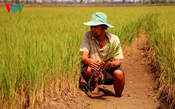 Sống cùng hạn mặn (14/2/2020)