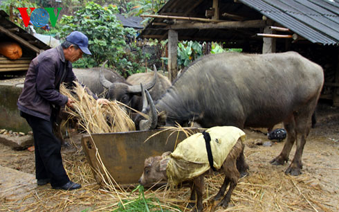 Các địa phương triển khai biện pháp phòng chống rét cho gia súc nhằm giảm thiệt hại (10/2/2020)