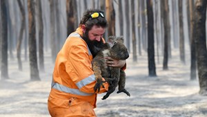 Australia nỗ lực cứu động vật hoang dã sau cháy rừng (3/2/2020)