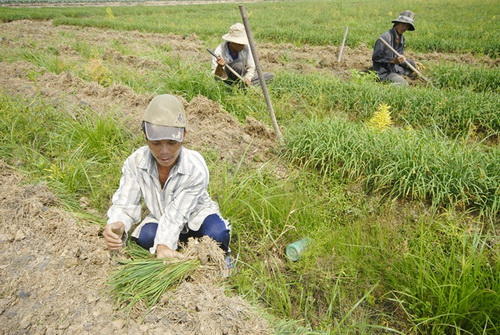 Phía sau dịch bệnh là sinh kế! (5/2/2020)