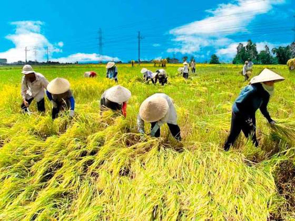 Vụ đông xuân 2019 – 2020: Vượt tiến độ trong khó khăn (12/3/2020)