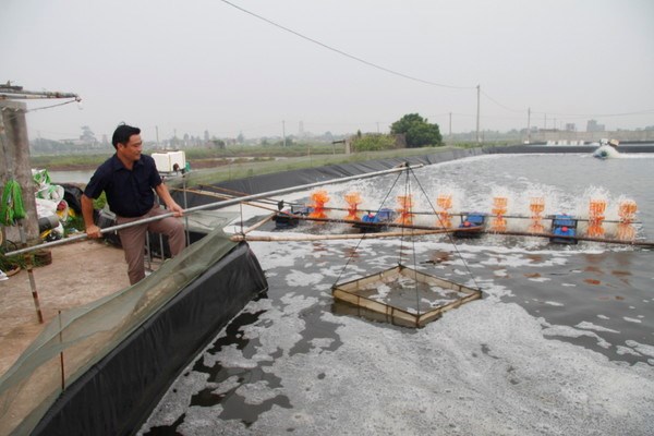 Gặp gỡ người đầu tiên ở Việt Nam thuần hóa và nuôi thành công cá vược (11/3/2020)