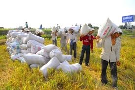 THỜI SỰ 12H TRƯA 28/3/2020: Nông dân các tỉnh đồng bằng sông Cửu Long bước vào đợt thu hoạch rộ vụ lúa đông xuân với niềm vui trúng mùa được giá.