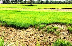 Giải pháp nào hạn chế thiệt hại trong sản xuất nông nghiệp trước tình hình hạn, xâm nhập mặn ở đồng bằng sông Cửu Long? (22/3/2020)