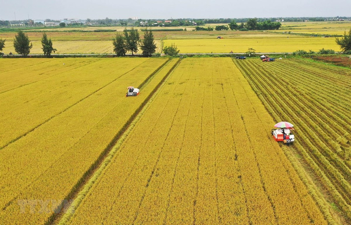 Giải pháp đảm bảo nguồn cung lúa gạo (27/3/2020)