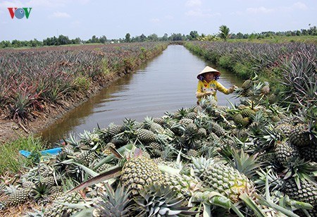 Hạn, xâm nhập mặn tiếp tục diễn biến phức tạp ở Đồng bằng sông Cửu Long (18/3/2020)