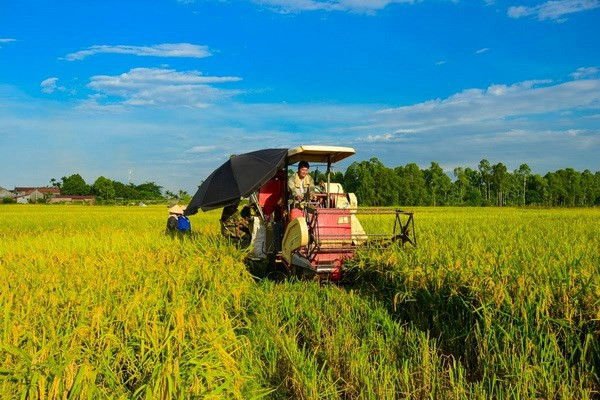 Lựa chọn hình thức tập trung, tích tụ đất đai phù hợp với thực tiễn (8/4/2020)