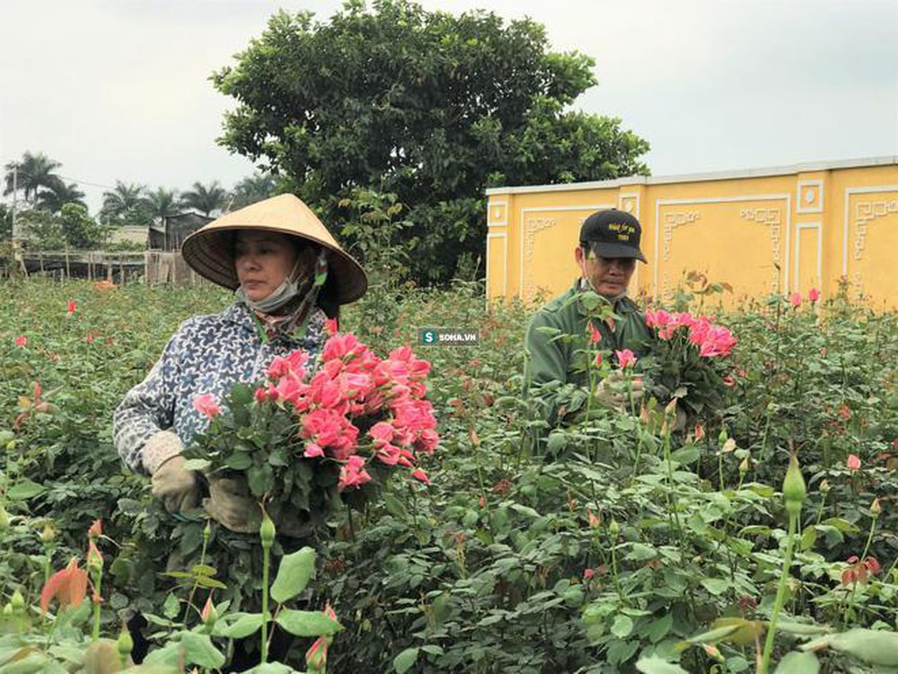 Làng hoa lớn nhất Hà Nội ủ rũ vì dịch COVID-19 (18/4/2020)