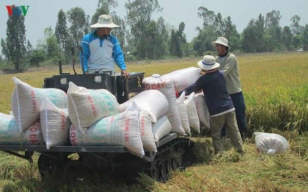 THỜI SỰ 6H SÁNG 13/4/2020: Doanh nghiệp xuất khẩu gạo gặp khó vì không đăng ký được tờ khai hải quan điện tử