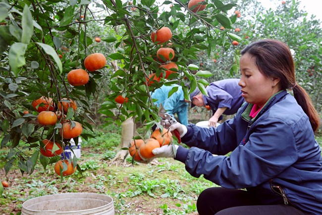 Nâng cao giá trị kinh tế và thương hiệu nông sản từ chất lượng giống (28/4/2020)