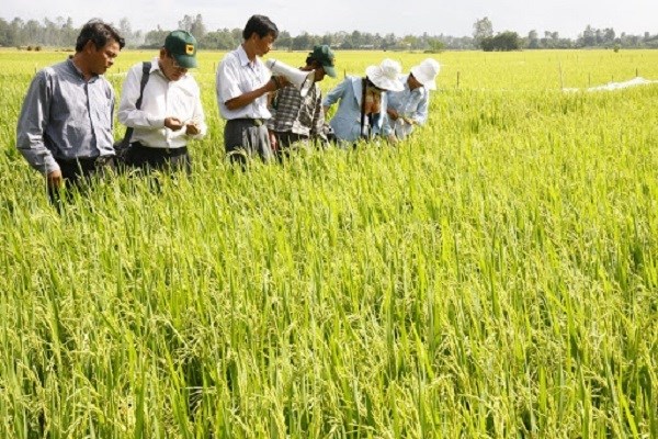 Đồng bằng sông Cửu Long đảm bảo hiệu quả sản xuất vụ hè thu (15/4/2020)