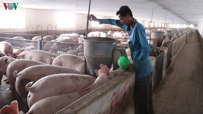 Hà Nội đẩy mạnh tái đàn lợn, gắn với an toàn dịch bệnh (25/4/2020)