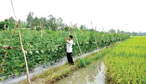 Đẩy mạnh chuyển đổi cơ cấu cây trồng thích ứng biến đổi khí hậu (21/4/2020)