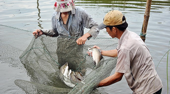 Cách phòng trị bệnh thường gặp trên cá nuôi nước ngọt (27/4/2020)