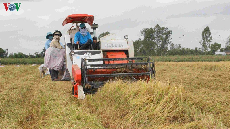 Đồng bằng sông Cửu Long: Giải pháp kỹ thuật nào giúp sản xuất lúa vượt thách thức trong mùa khô 2020 (17/4/2020)