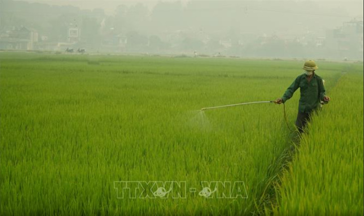 Tăng cường phòng chống sâu hại trong Vụ Đông Xuân 2020 (8/4/2020)