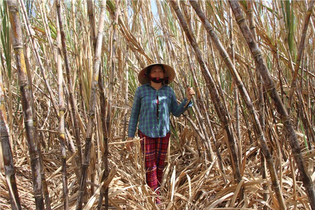 Sóc Trăng: Khoảng 150ha mía có nguy cơ chết khô, thương lái vắng bóng (22/5/2020)