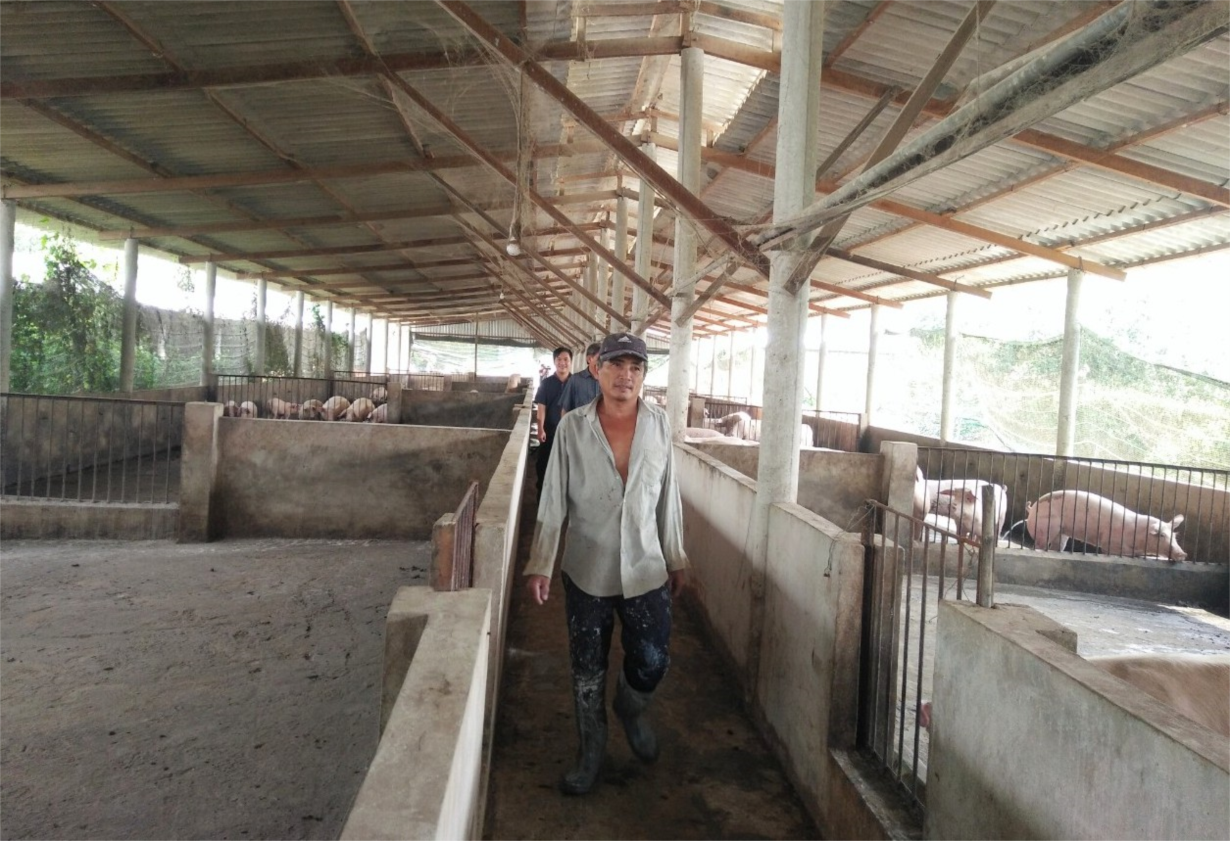Đồng Tháp khó khăn trong việc tái đàn vì nguồn cung lợn giống khan hiếm (26/5/2020)