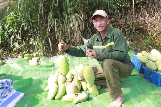 Nông dân Thuận Châu phấn khởi khi những lô xoài đầu tiên xuất khẩu sang
Trung Quốc (14/5/2020)