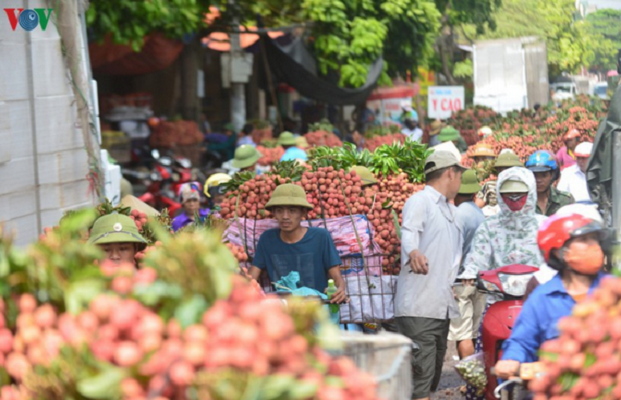 Bắc Giang thúc đẩy tiêu thụ vải thiều trước áp lực dịch bệnh Covid-19 (9/6/2020)