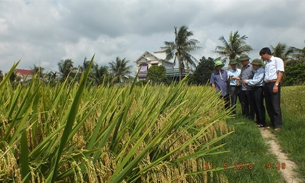 Lúa thuần chuyển gen kháng bệnh cho năng suất vượt trội (30/6/2020)